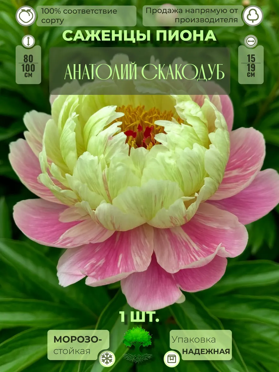 Флоратория / Корни Пиона Анатолий Скакодуб