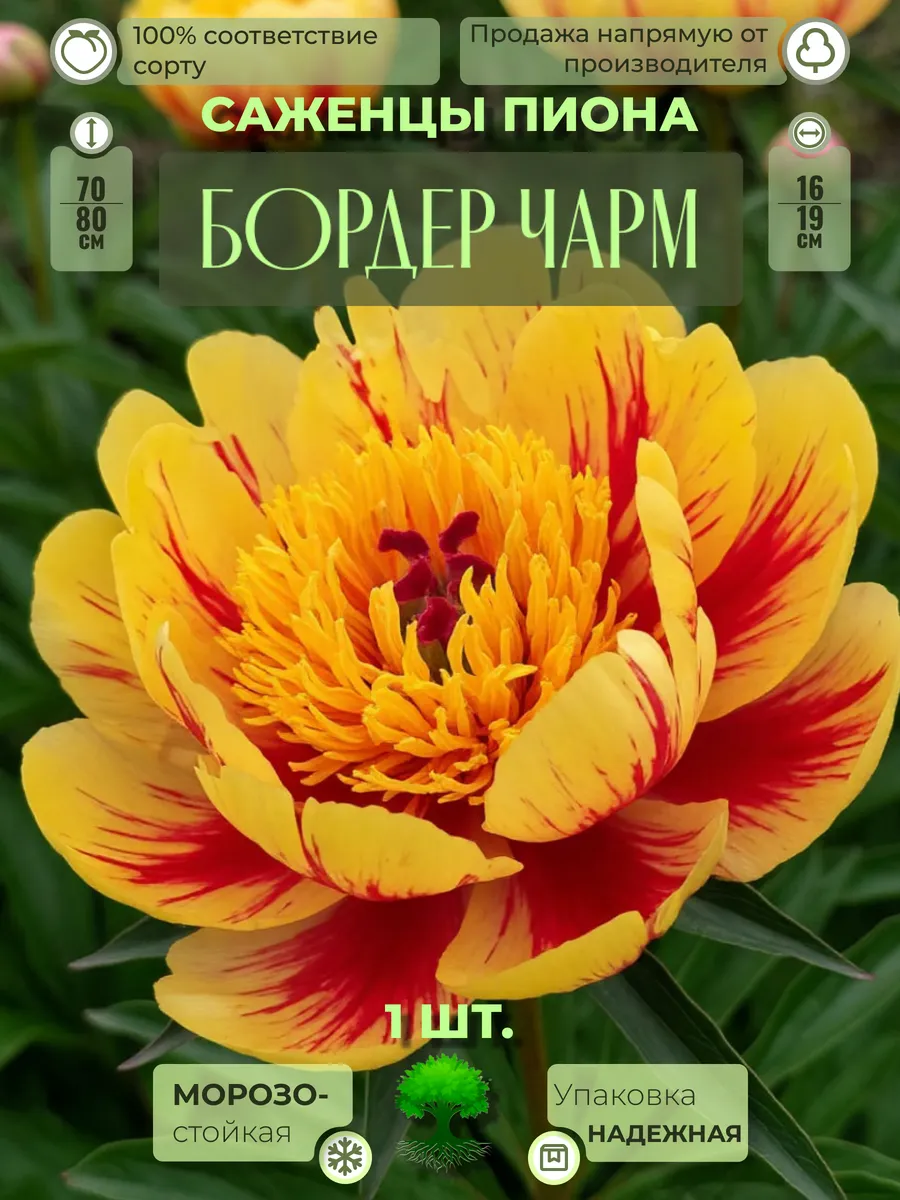 Флоратория / Корни Пиона Бордер Чарм
