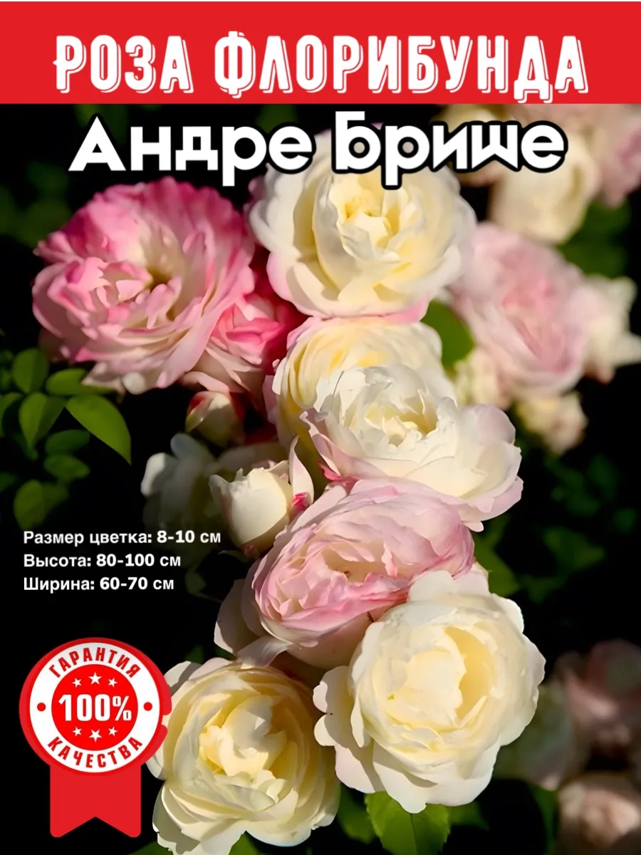 Саженцы розы Андре Брише