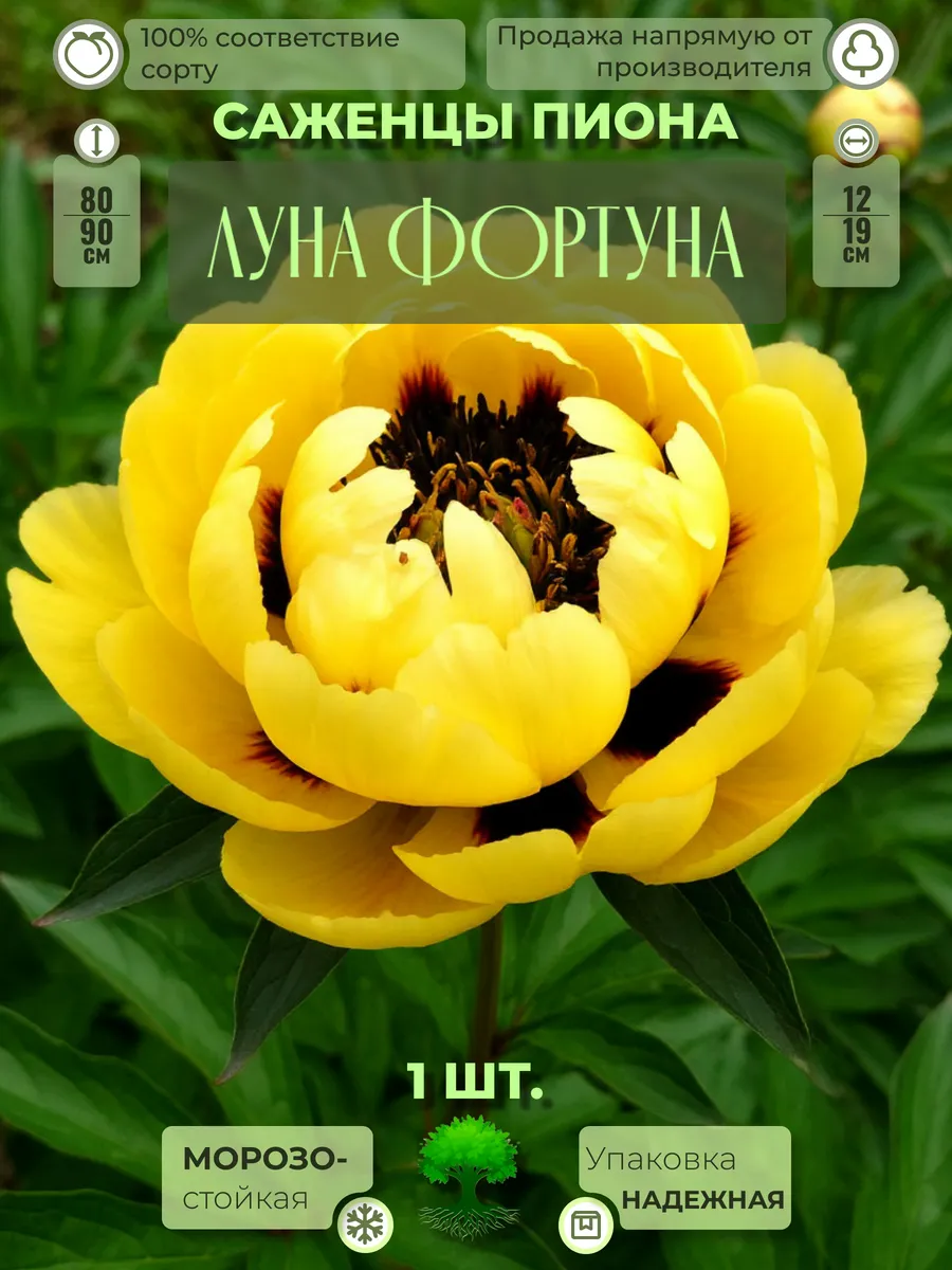 Флоратория / Корни Пиона Луна Фортуна