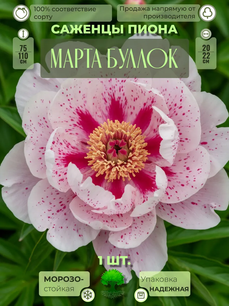 Флоратория / Корни Пиона Марта Буллок