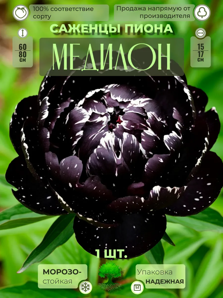 Флоратория / Корни Пиона Медилон