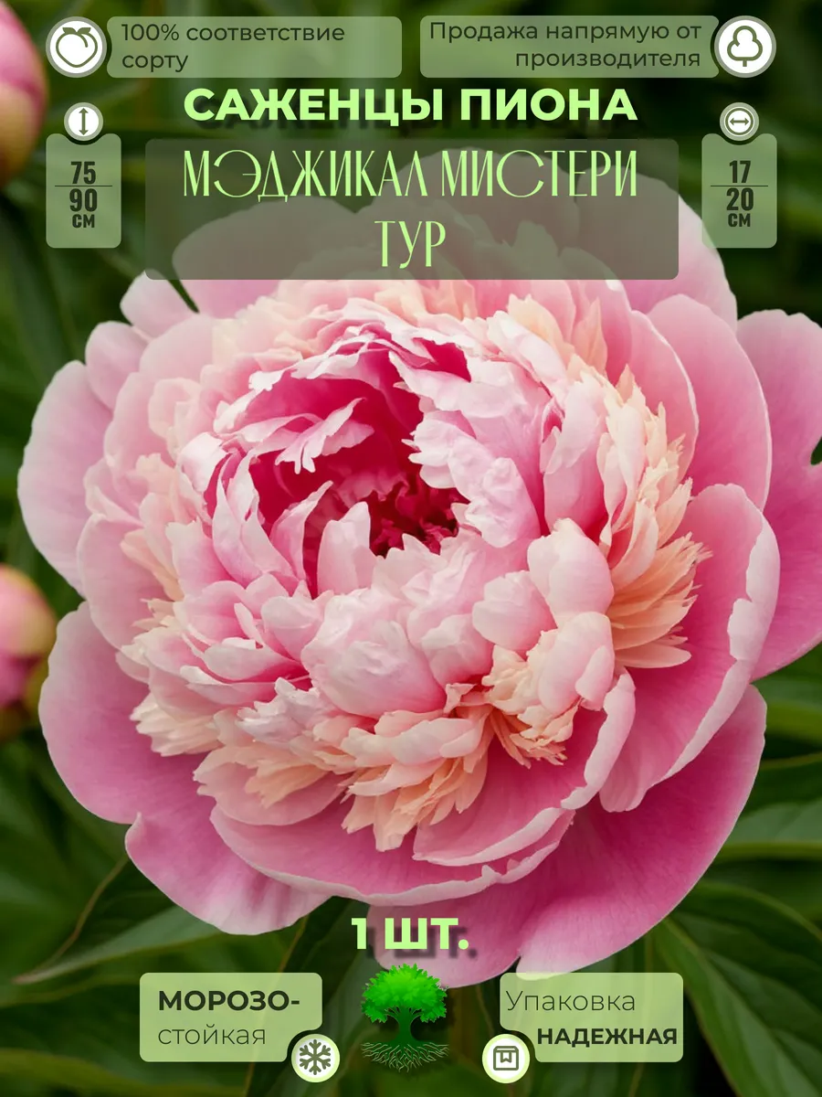 Флоратория / Корни Пиона Мэджикал Мистери Тур