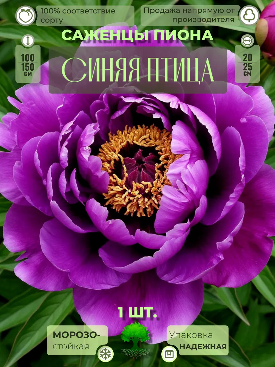 Флоратория / Корни Пиона Синяя Птица