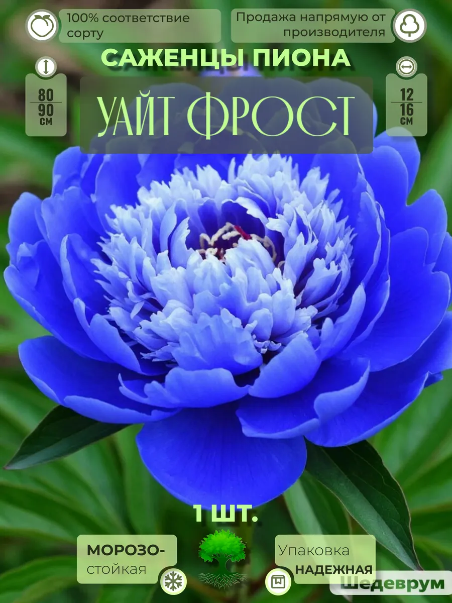 Флоратория / Корни Пиона Уайт Фрост