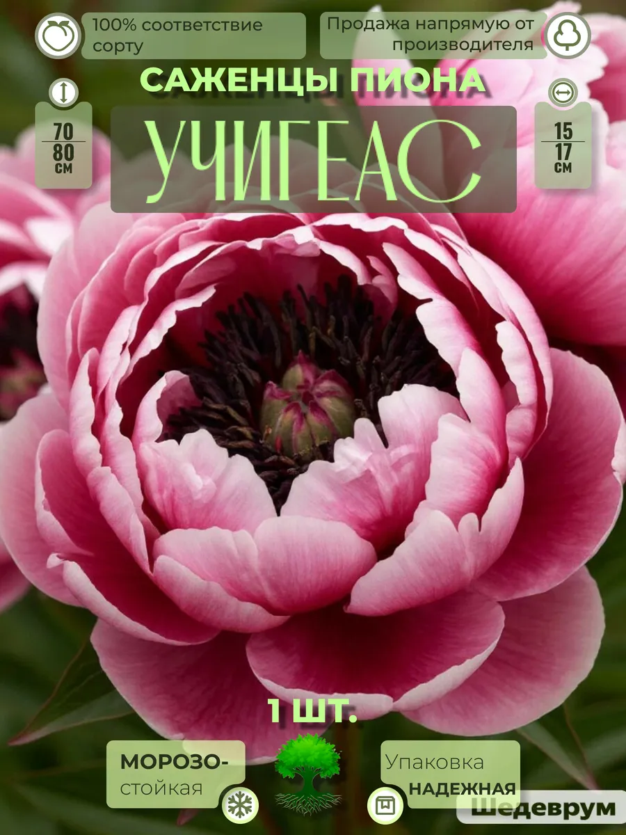 Флоратория / Корни Пиона Учигеас