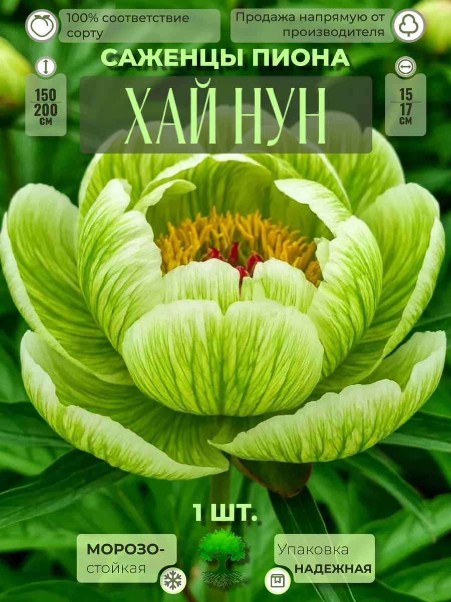 Флоратория / Корни Пиона Хай Нун