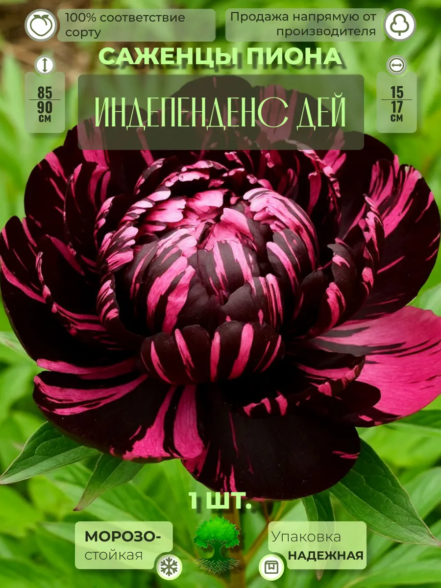 Флоратория / Корни Пиона Индепенденс Дей