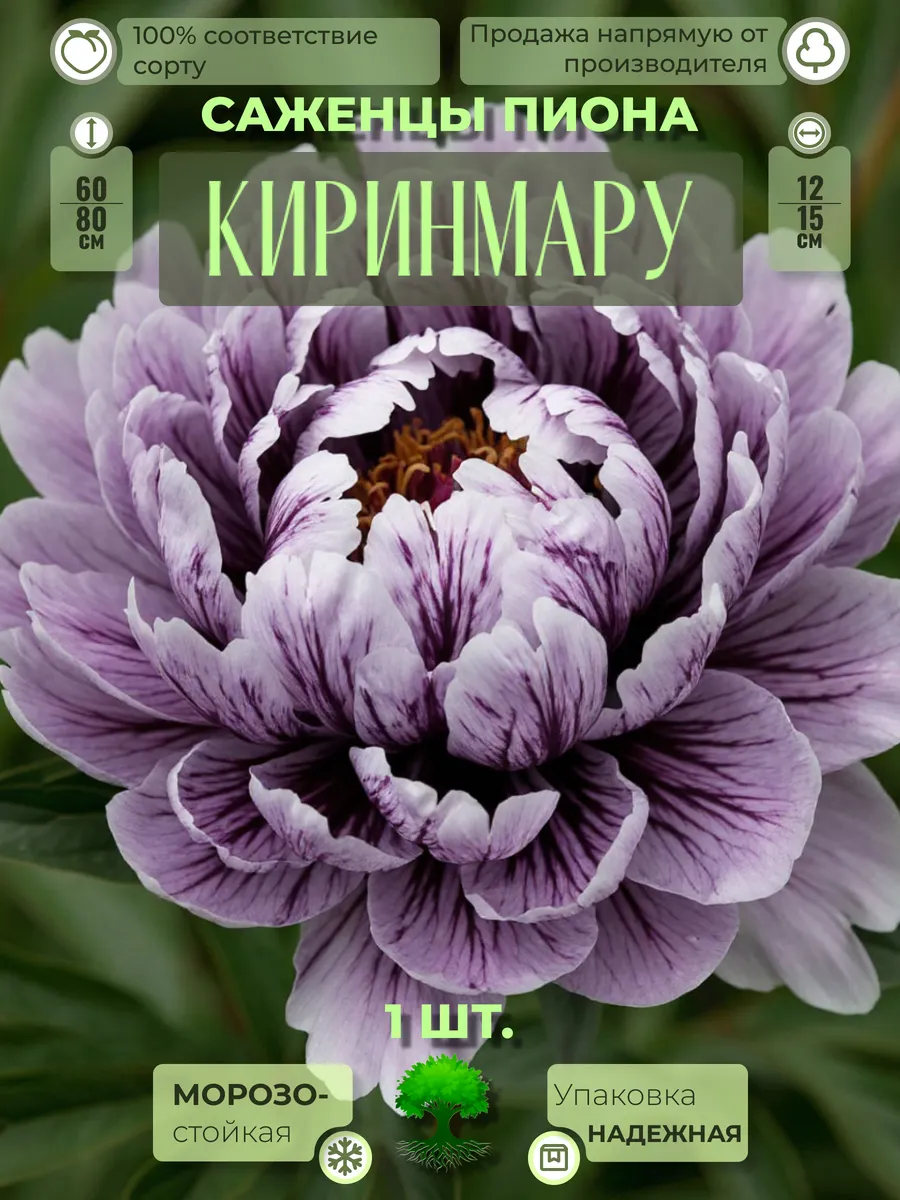Флоратория / Корни Пиона Киринмару