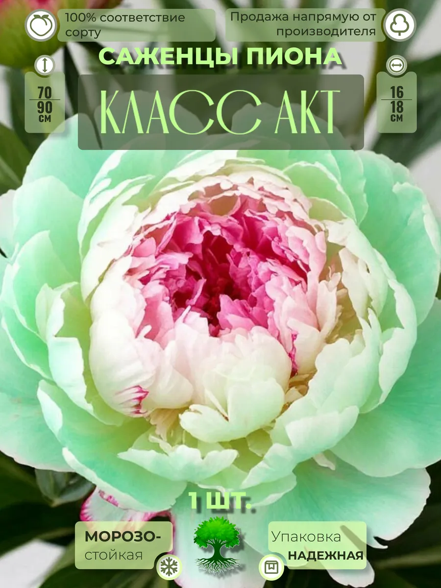 Флоратория / Корни Пиона Класс Акт