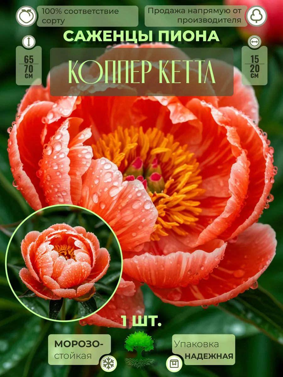 Флоратория / Корни Пиона Коппер Кеттл