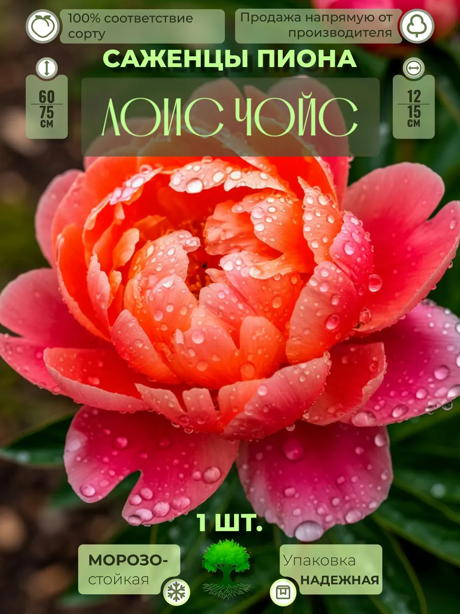 Флоратория / Корни Пиона Лоис Чойс