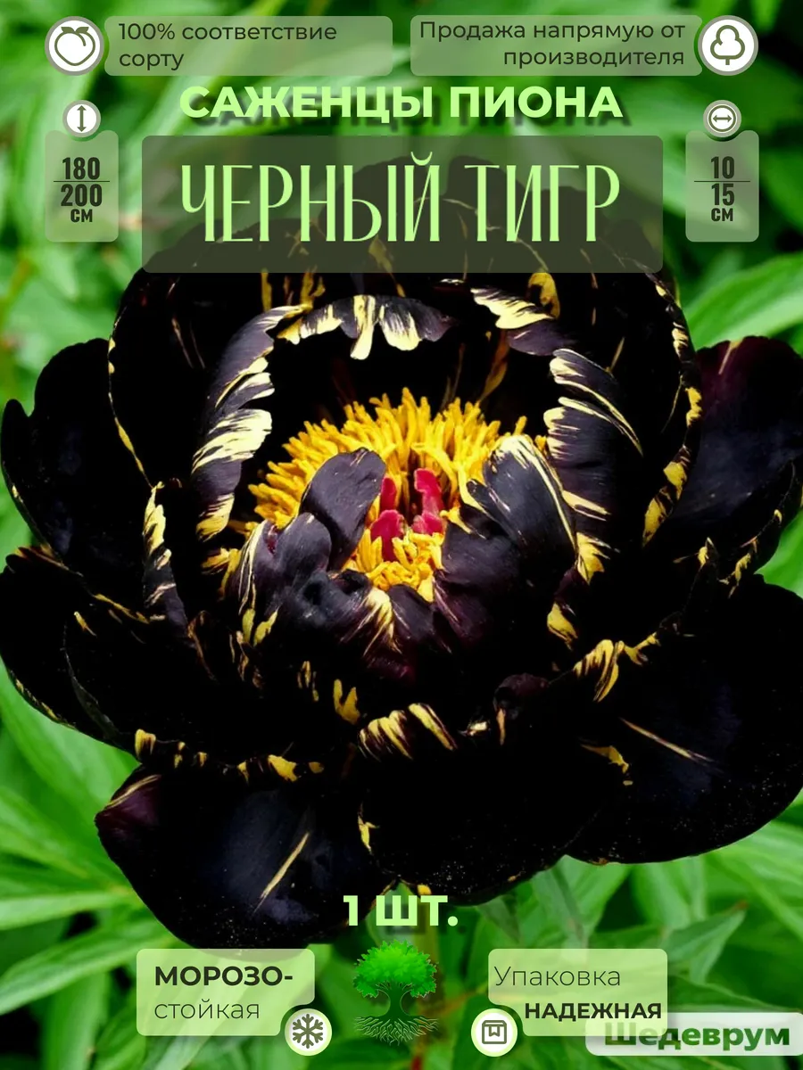 Флоратория / Корни Пиона Черный Тигр