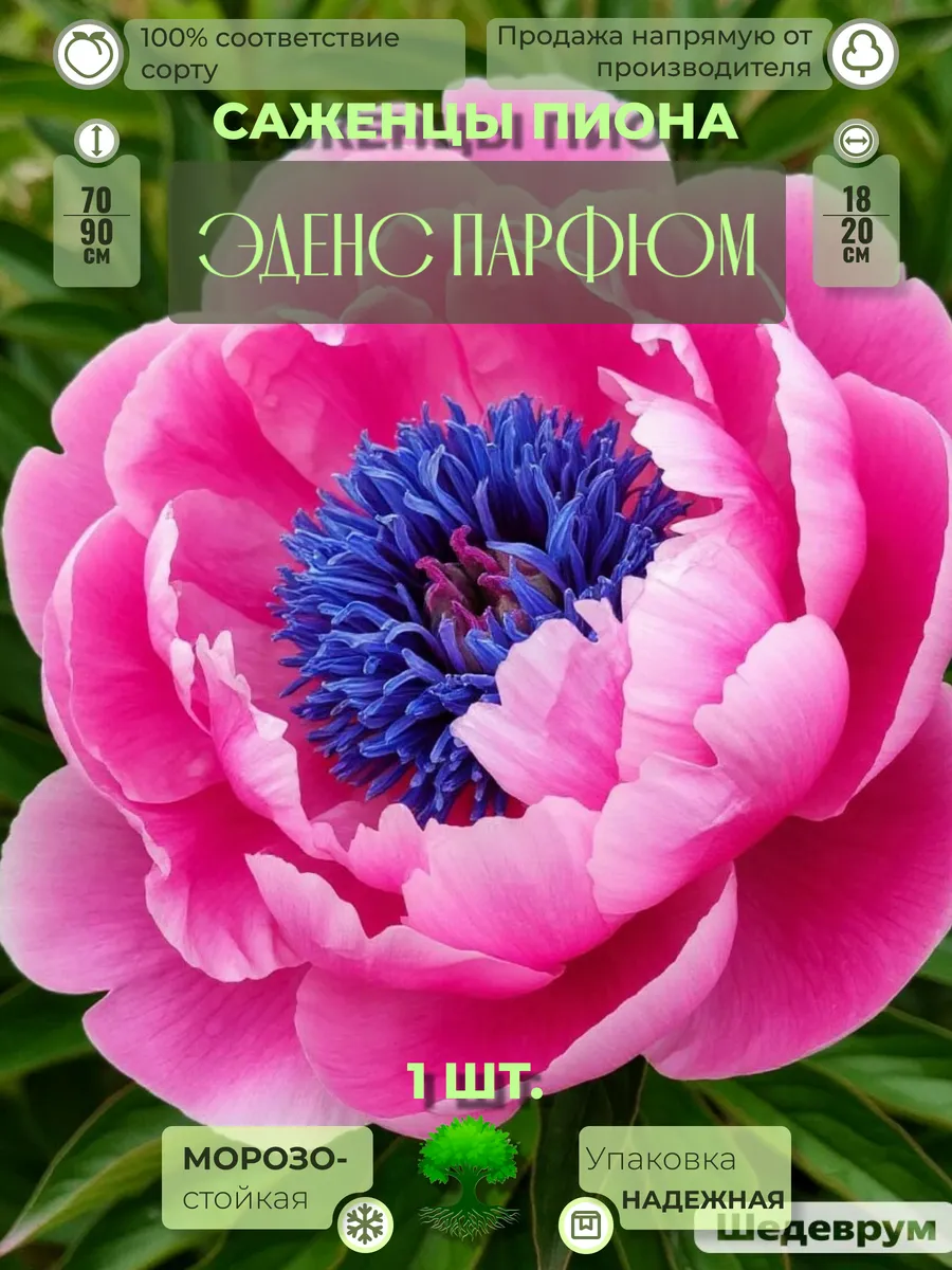 Флоратория / Корни Пиона Эденс Парфюм