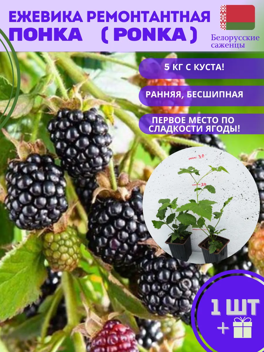 Белорусские саженцы / Ежевика бесшипная садовая Понка 1шт ЗКС
